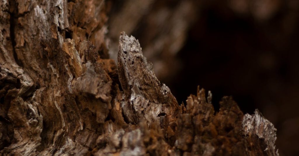Detailed close-up of a rough wooden texture showcasing natural patterns and colors.